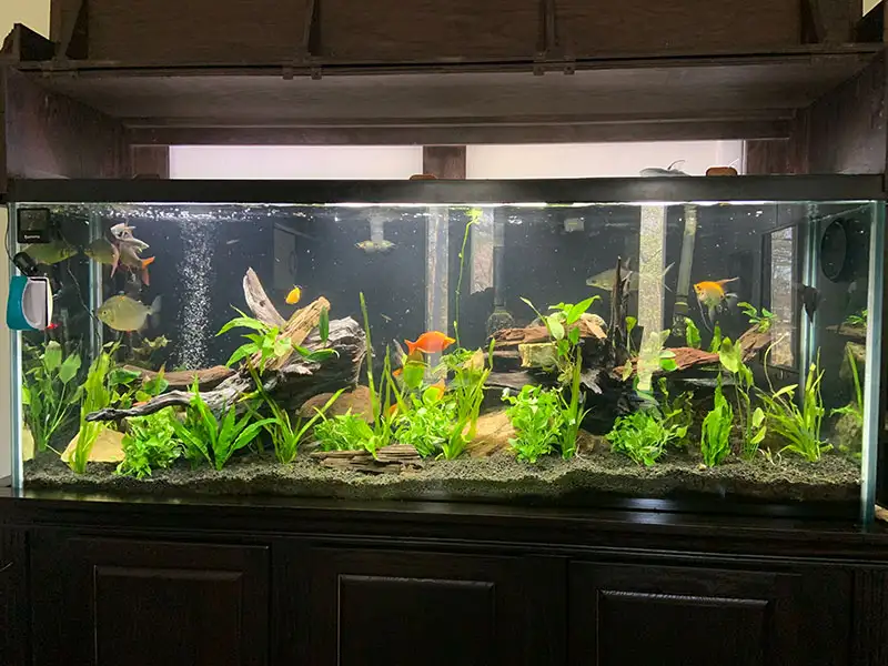 New planted aquarium
