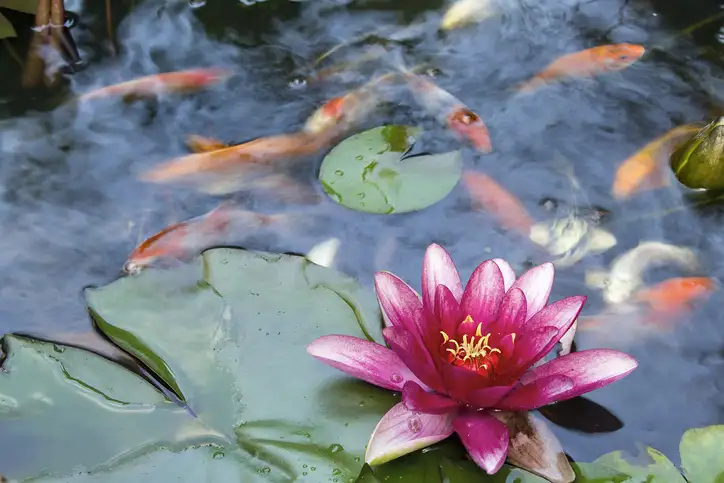 Make Sure Winter Koi Pond Care Keeps Fish Healthy